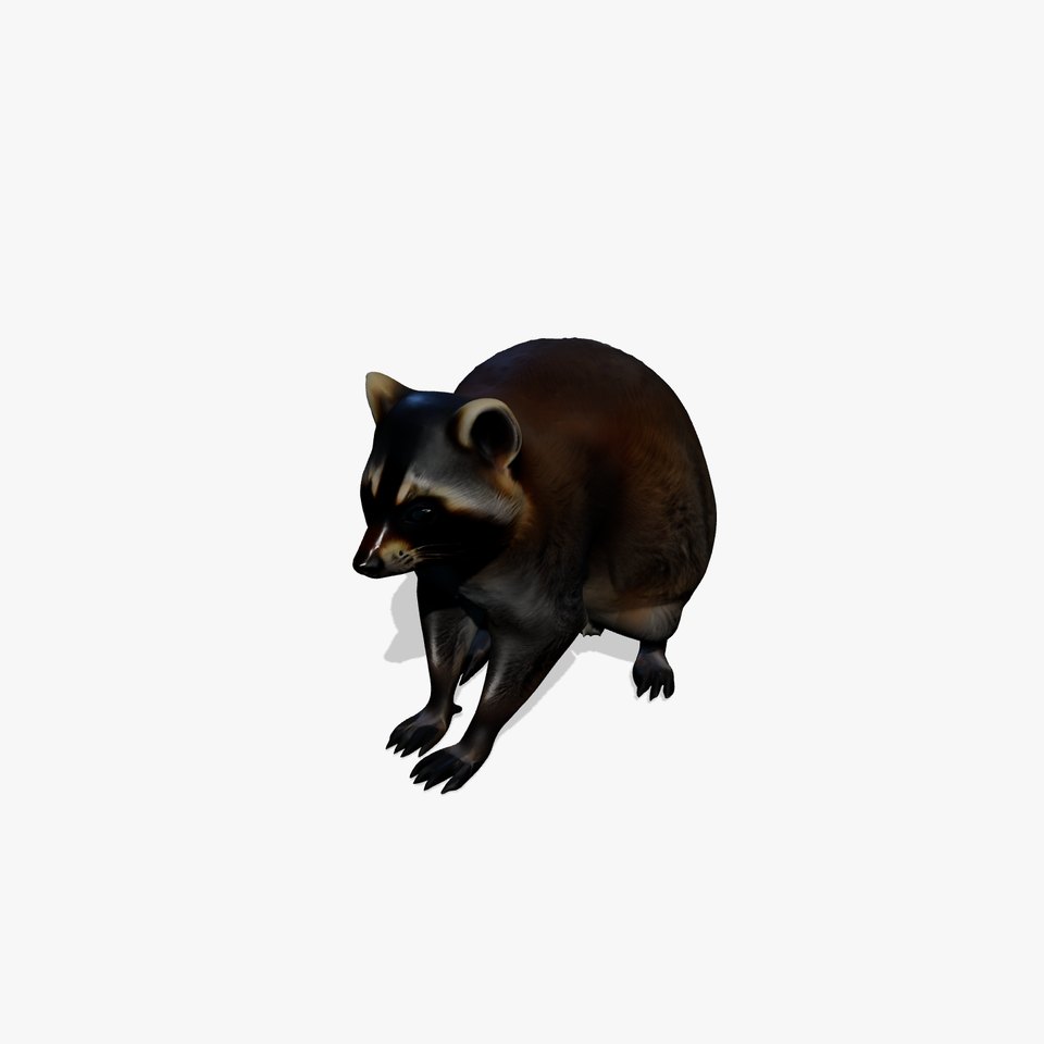 Realistic Raccoon Model Pack